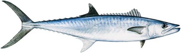 KING MACKEREL