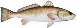 REDFISH